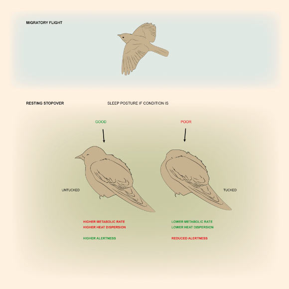Ferretti et al show that migratory warblers sleep mostly with the head tucked under the feathers when they are in poor condition. This posture is associated with a lower energy consumption and may allow a faster recovery compared to sleeping untucked, but it exposes birds to a higher risk of predation. Image credit: Ferretti et al, doi: 10.1016/j.cub.2019.07.028.