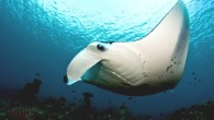 The reef manta ray (Manta alfredi) at Dharavandhoo Thila, Maldives. Image credit: Shiyam Elk Cloner / CC BY-SA 3.0.