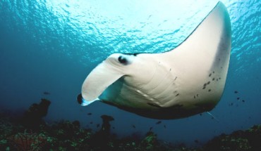 The reef manta ray (Manta alfredi) at Dharavandhoo Thila, Maldives. Image credit: Shiyam Elk Cloner / CC BY-SA 3.0.