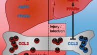 Jordan et al identified a drastic effect of short-term and intermittent fasting on the blood and tissue monocyte pool and revealed the role of dietary intake in the control of metabolic and inflammatory activity of monocytes and their egress to the blood circulation. Image credit: Jordan et al, doi: 10.1016/j.cell.2019.07.050.