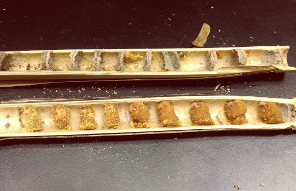 Newly-hatched blue mason bee larvae feeding on pollen provisions within a hollow reed. Image credit: Shawn Steffan.