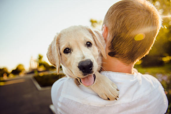 Pet owners, especially people who have dogs, are more likely to get regular exercise, eat a healthier diet and have better sugar levels in their blood. Image credit: Helena Sushitskaya.