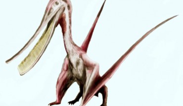 An artist’s impression of the Cretaceous pterosaur Pterodaustro. Image credit: Nobu Tamura, spinops.blogspot.com / CC BY 3.0.