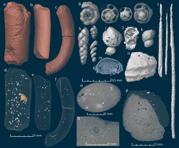 Virtual reconstructions and virtual thin sections of coprolites (a-f) and inclusions (g-q). Image credit: Qvarnström et al, doi: 10.7717/peerj.7375.