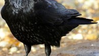 The carrion crow (Corvus corone). Image credit: Ian Kirk / CC BY 2.0.