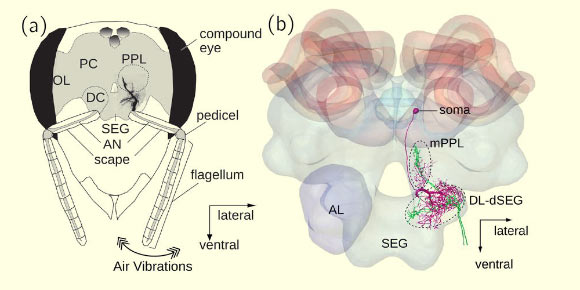 Vibration sensing, primary auditory center and DL-INT-1 interneuron in the honeybee: (a) airborne vibrations picked up by the flagellum are transduced by sensory neurons of the Johnston’s organ (JO) in the pedicel and transmitted to the primary auditory center of the honeybee brain, which consists of the medial posterior protocerebral lobe (mPPL), the dorsal lobe (DL) and the dorsal subesophageal ganglion (dSEG); (b) projection patterns of sensory afferents (green) and DL-INT-1 in the primary auditory center of the honeybee brain. DL-INT-1 has dendrites running close to sensory afferents in the dorsal lobe. Image credit: Kumaraswamy et al, doi: 10.1523/ENEURO.0454-18.2019.