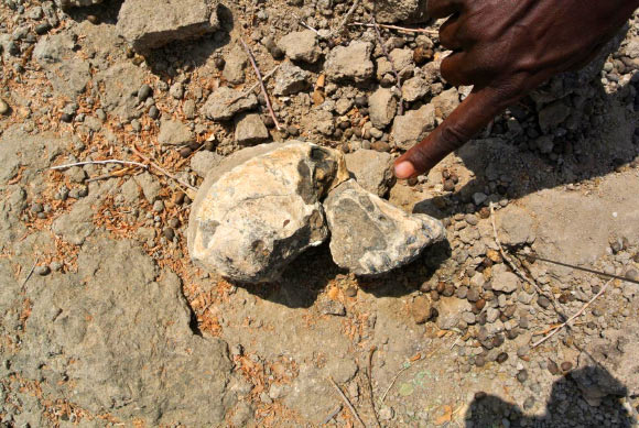 The 3.8-million-year-old skull of Australopithecus anamensis. Image credit: Yohannes Haile-Selassie, Cleveland Museum of Natural History.