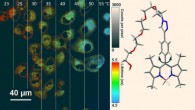 Ogle et al modified BODIPY molecules to serve as nano-thermometers inside cells. The chart on the left is a compilation of fluorescent lifetime micrographs showing the molecules’ response to temperature, in Celsius. At right, the structure of the molecule shows the rotor, at bottom, which is modified to restrict 360-degree rotation. Image credit: Meredith Ogle / Rice University.