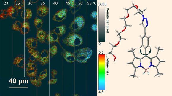 Ogle et al modified BODIPY molecules to serve as nano-thermometers inside cells. The chart on the left is a compilation of fluorescent lifetime micrographs showing the molecules’ response to temperature, in Celsius. At right, the structure of the molecule shows the rotor, at bottom, which is modified to restrict 360-degree rotation. Image credit: Meredith Ogle / Rice University.