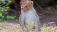 A juvenile rhesus macaque (Macaca mulatta) in Punta Santiago, Puerto Rico. Image credit: Geoff Gallice / CC BY 2.0.