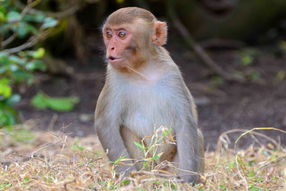 A juvenile rhesus macaque (Macaca mulatta) in Punta Santiago, Puerto Rico. Image credit: Geoff Gallice / CC BY 2.0.