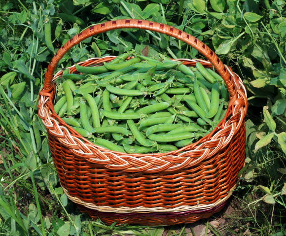 A basket of peas (Pisum sativum) in pods in Vinnytsia district, Ukraine. Image credit: George Chernilevsky.