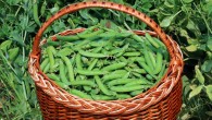 A basket of peas (Pisum sativum) in pods in Vinnytsia district, Ukraine. Image credit: George Chernilevsky.