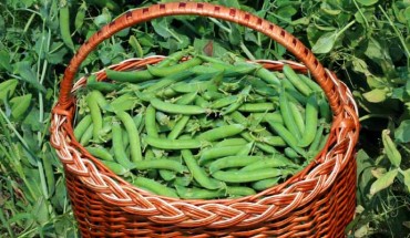 A basket of peas (Pisum sativum) in pods in Vinnytsia district, Ukraine. Image credit: George Chernilevsky.