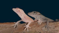 Albino (left) and wild-type (right) anole lizards. Image credit: Rasys et al, doi: 10.1016/j.celrep.2019.07.089.