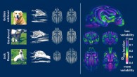 Left: structural differences in three dog breeds. Right: composite scan from 33 breeds displaying areas that vary the most. Image credit: Hecht et al, doi: 10.1523/JNEUROSCI.0303-19.2019.