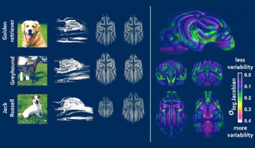 Left: structural differences in three dog breeds. Right: composite scan from 33 breeds displaying areas that vary the most. Image credit: Hecht et al, doi: 10.1523/JNEUROSCI.0303-19.2019.