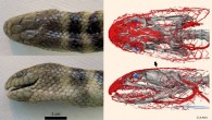 The modified cephalic vascular network provides the blue-banded sea snake (Hydrophis cyanocinctus) with a complementary supply of oxygen to the brain during submersion. Image credit: Alessandro Palci, Flinders University.