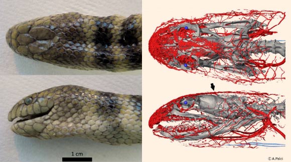 The modified cephalic vascular network provides the blue-banded sea snake (Hydrophis cyanocinctus) with a complementary supply of oxygen to the brain during submersion. Image credit: Alessandro Palci, Flinders University.