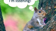 Listening gray squirrel. Image credit: Emma C. Lucore / Marie V. Lilly.