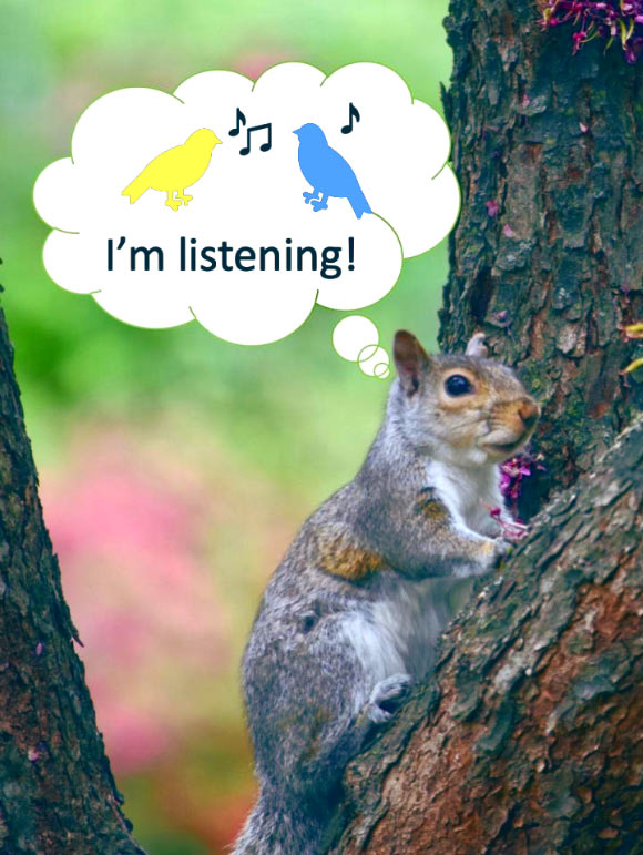 Listening gray squirrel. Image credit: Emma C. Lucore / Marie V. Lilly.