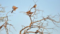 Chestnut-crowned babblers (Pomatostomus ruficeps). Image credit: Niall Stopford.