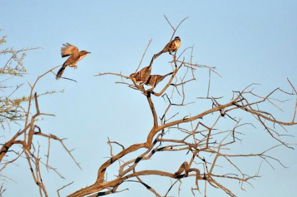 Chestnut-crowned babblers (Pomatostomus ruficeps). Image credit: Niall Stopford.