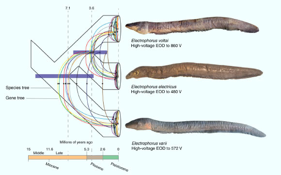 Electrophorus tree of life, time of species diversification and voltage measurements. Image credit: de Santana et al, doi: 10.1038/s41467-019-11690-z.