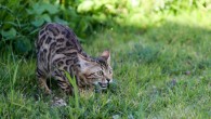Yamaguchi et al examined the fermentation hypothesis by characterizing volatile organic compounds and bacteria isolated from anal sac secretions of a male Bengal cat. Image credit: Gidon Pico.