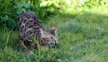 Yamaguchi et al examined the fermentation hypothesis by characterizing volatile organic compounds and bacteria isolated from anal sac secretions of a male Bengal cat. Image credit: Gidon Pico.