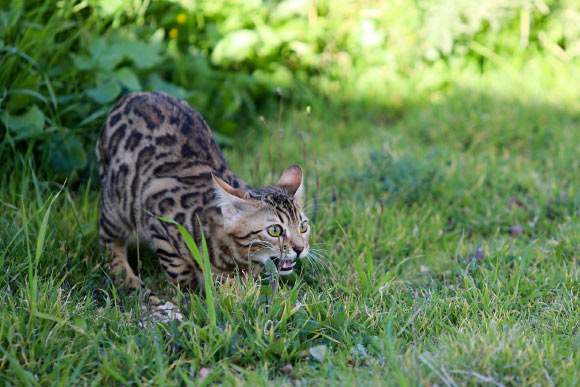 Yamaguchi et al examined the fermentation hypothesis by characterizing volatile organic compounds and bacteria isolated from anal sac secretions of a male Bengal cat. Image credit: Gidon Pico.