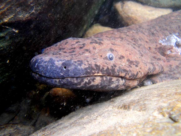 Wild Chinese giant salamander. Image credit: Ben Tapley, Zoological Society of London.