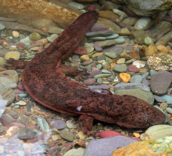 Chinese giant salamander. Image credit: Ben Tapley, Zoological Society of London.