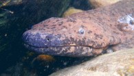 Wild Chinese giant salamander. Image credit: Ben Tapley, Zoological Society of London.
