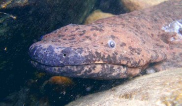 Wild Chinese giant salamander. Image credit: Ben Tapley, Zoological Society of London.