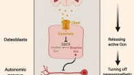 Berger et al found in mice that almost immediately after the brain recognizes danger, it instructs the skeleton to flood the bloodstream with the bone-derived hormone osteocalcin, which is needed to turn on the fight or flight response. Image credit: Berger et al, doi: 10.1016/j.cmet.2019.08.012.