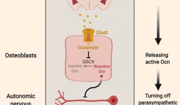 Berger et al found in mice that almost immediately after the brain recognizes danger, it instructs the skeleton to flood the bloodstream with the bone-derived hormone osteocalcin, which is needed to turn on the fight or flight response. Image credit: Berger et al, doi: 10.1016/j.cmet.2019.08.012.