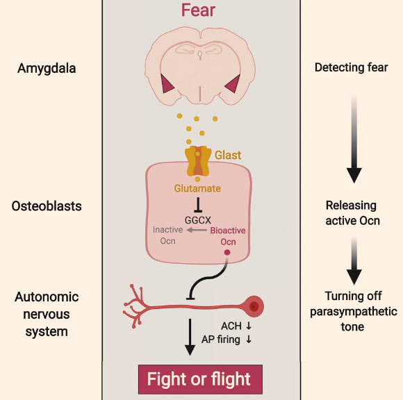 Berger et al found in mice that almost immediately after the brain recognizes danger, it instructs the skeleton to flood the bloodstream with the bone-derived hormone osteocalcin, which is needed to turn on the fight or flight response. Image credit: Berger et al, doi: 10.1016/j.cmet.2019.08.012.