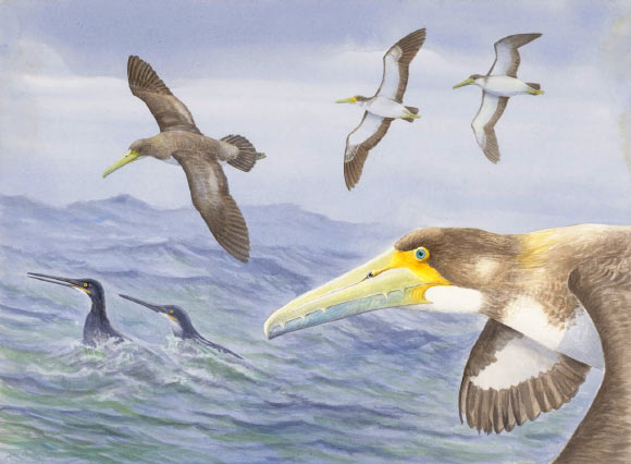 Protodontopteryx ruthae. Image credit: Derek Onley / Canterbury Museum.