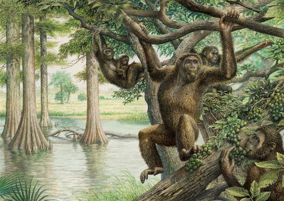 Rudapithecus hungaricus was pretty ape-like and probably moved among branches like apes do now. However, it would have differed from modern great apes by having a more flexible lower back, which would mean when Rudapithecus hungaricus came down to the ground, it might have had the ability to stand upright more like humans do. Image credit: John Siddick.