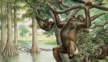 Rudapithecus hungaricus was pretty ape-like and probably moved among branches like apes do now. However, it would have differed from modern great apes by having a more flexible lower back, which would mean when Rudapithecus hungaricus came down to the ground, it might have had the ability to stand upright more like humans do. Image credit: John Siddick.