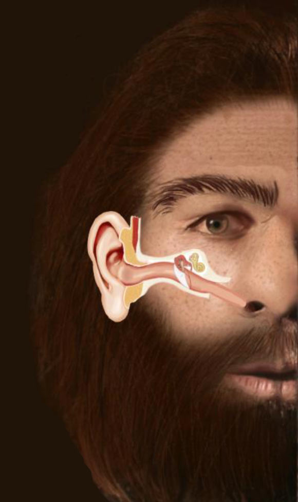 The structure of the Eustachian tube in a Neanderthal man. Image credit: SUNY Downstate Health Sciences University.