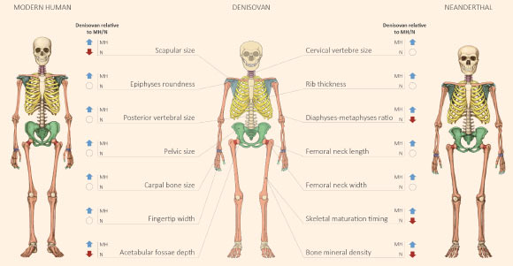 Anatomical comparison of modern human, Neanderthal and Denisovan skeletons. Image credit: Maayan Harel.