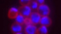 Sulfolobus sp.: each cell is outlined in red; the DNA is stained blue. Image credit: Stephen Bell, Indiana University.