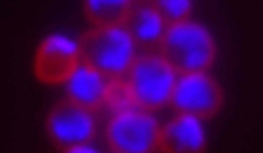Sulfolobus sp.: each cell is outlined in red; the DNA is stained blue. Image credit: Stephen Bell, Indiana University.