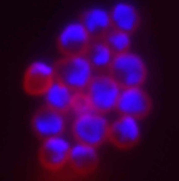 Sulfolobus sp.: each cell is outlined in red; the DNA is stained blue. Image credit: Stephen Bell, Indiana University.