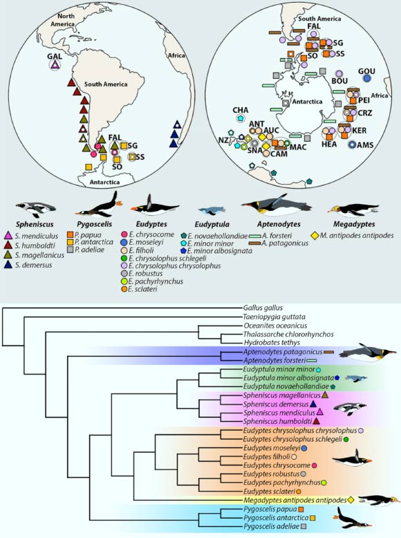 Top: locations of breeding colonies of penguins and sampling sites for the final genomes; sampling locations are shown with a small white ellipse. Bottom: phylogenomic reconstruction of penguins. Image credit: Pan et al, doi: 10.1093/gigascience/giz117.