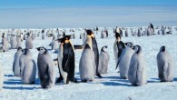 Emperor penguins (Aptenodytes forsteri). Image credit: Michael Van Woert / NOAA NESDIS / ORA.