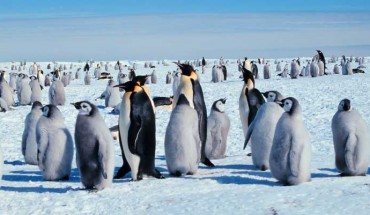 Emperor penguins (Aptenodytes forsteri). Image credit: Michael Van Woert / NOAA NESDIS / ORA.