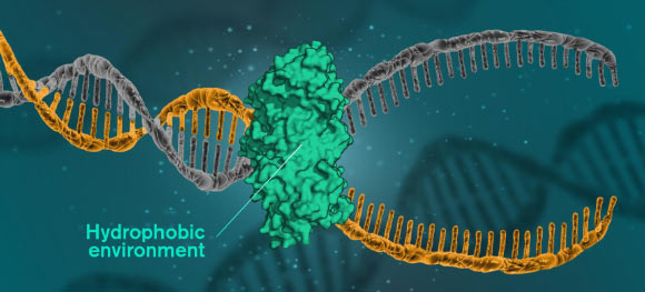 For DNA to be read, replicated or repaired, DNA molecules must open themselves. This happens when the cells use a catalytic protein to create a hydrophobic environment around the molecule. Image credit: Yen Strandqvist / Chalmers University of Technology.